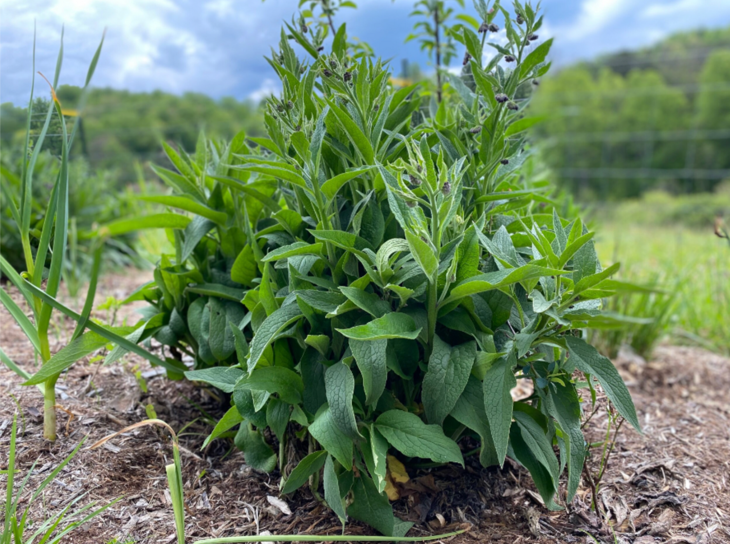 Comfrey Root Cuttings