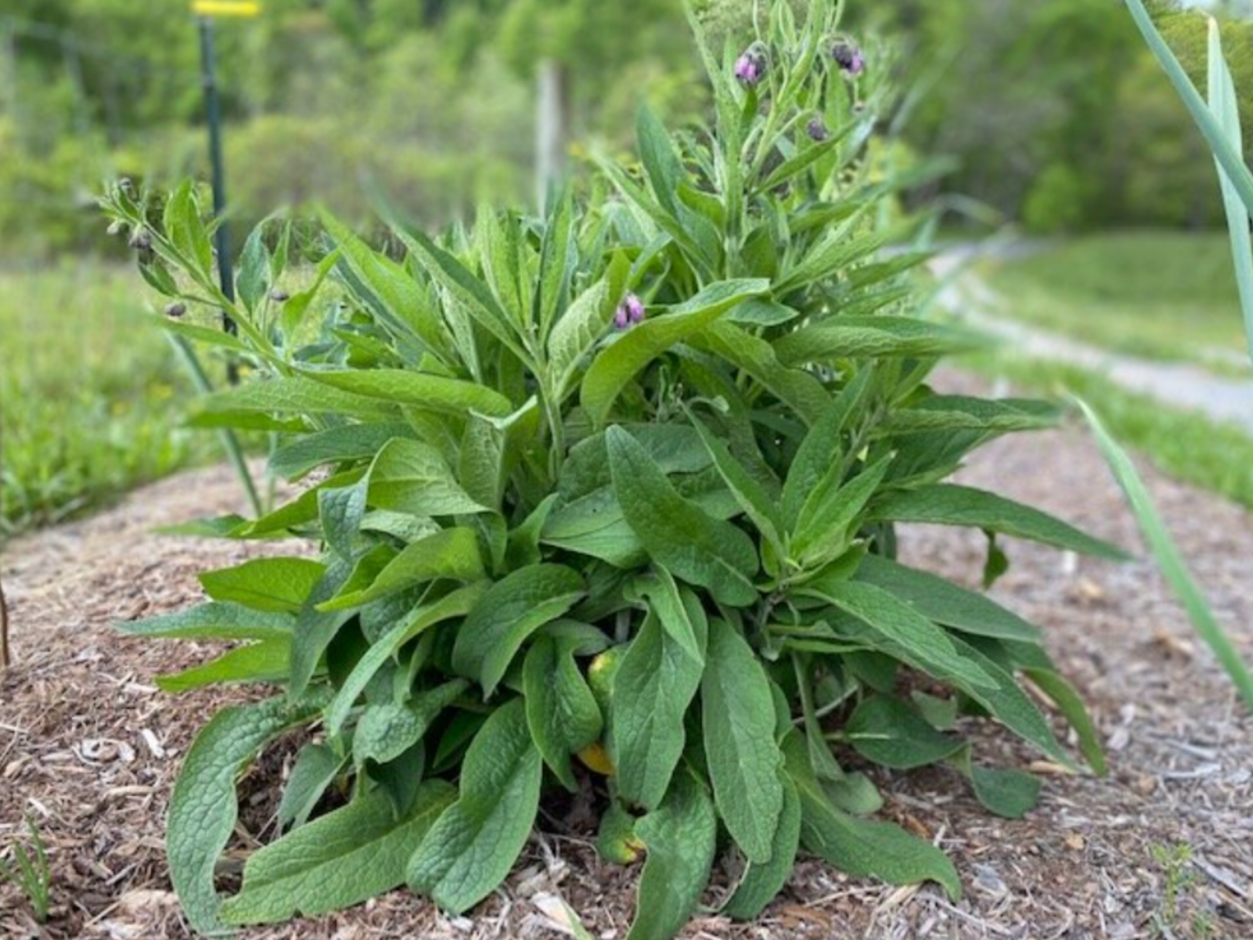 Comfrey Root Cuttings